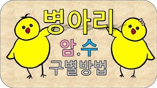 정말쉬운 병아리 암수 구별 방법