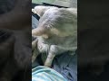 Lazy Grey Tabby Cat Ask To Be Pampered Shorts