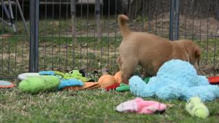 Harmony x Ricky - 7 weeks