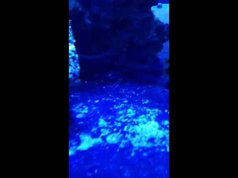 $20,000 ペパーミント エンゼルフィッシュ