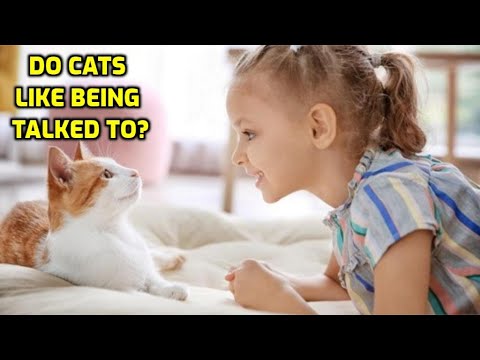 Do Cats Like Humans Talking To Them?
