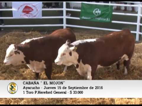 15-09-16 - Toros Hereford y P Hereford - Cabaña El Mojón - Ayacucho