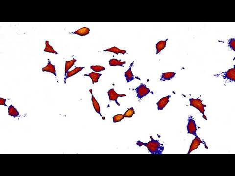 Cell Proliferation Assay - study mitotic cell divisions over time | HoloMonitor®