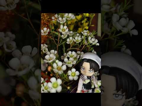 園芸 ジェラルトン ワックス フラワー、ワックス