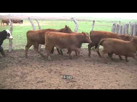 Lote 70 Terneras en Federal, Entre Ríos