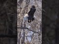 A bald eagle on the hunt is always interesting to watch! #shorts