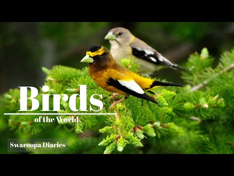 Birds Of The World | Tropical Birds |Beautiful Bird Sounds Of Rainforest | Swaroopa Diaries