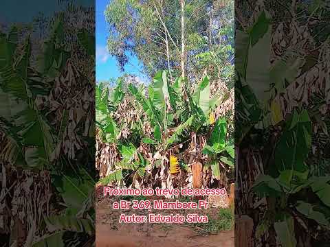 Município de Mambore Pr