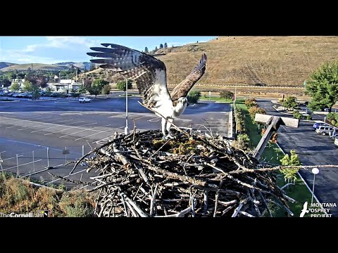 And here comes Louis to defend the nest 2023 08 22 00 11 05 555