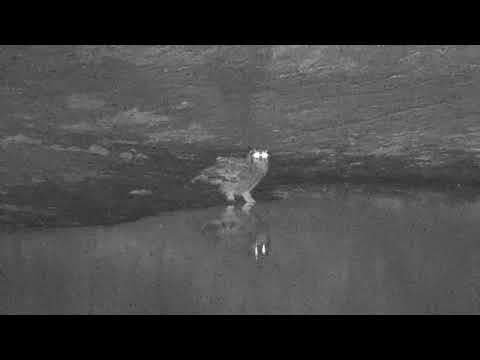 Djuma: Verreaux's Eagle Owl drinking and Grey Heron and Goose audio - 19:54 - 06/28/20