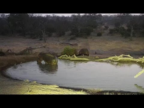 Djuma: Two Hippos leaving the pan at dawn - 05:45 - 08/28/19