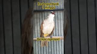 Download lagu Trucukan Muda prospek Ngeropel panjang‼#viral #trucukan #kicaumania #trucuk #trending #masteran mp3 Download lagu Trucukan Muda prospek Ngeropel panjang‼#viral #trucukan #kicaumania #trucuk #trending #masteran mp3