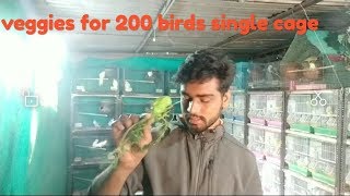 preview picture of video 'Giving veggies to 200 birds /single cage.. /made easy..'
