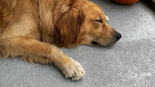 Milo’s First Hurricane (Helene)