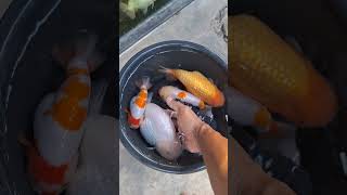 Download lagu ikan mas koki ranchu jumbo mp3 Download lagu ikan mas koki ranchu jumbo mp3
