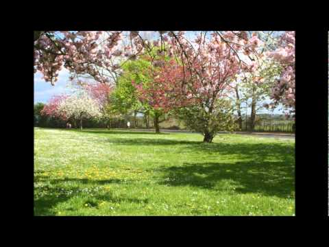 springtime in ireland tracey grant