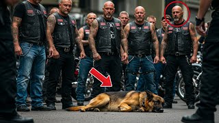 A k9 dog is injured by cruel bikers, unaware that his trainer will show no mercy.