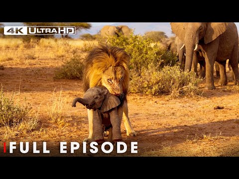Survival Challenges: Predators Hunting Baby Animals | Nature Animal Documentary