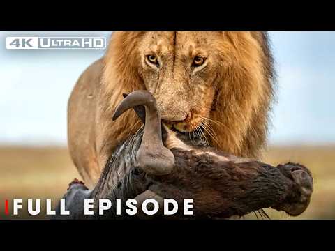 Survival Challenges: Predators Hunting in Animal Kingdom
