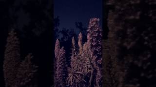 NIGHT OF THE TRIFFIDS