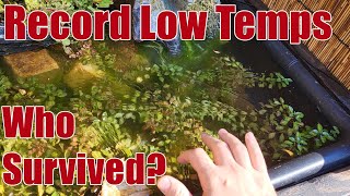 Medaka - Record Low Temps - who survived? #medaka #fishkeepinghobby 