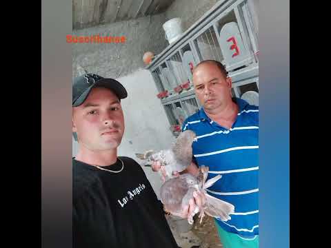 Finalistas del Club del Palomo Deportivo Artemiseño 2023