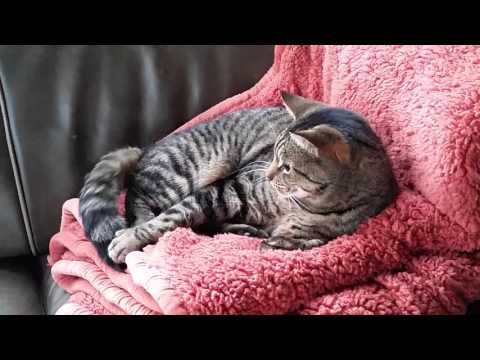 Cat just can't rest until his tail stops twitching