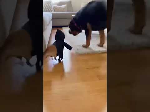 El perrito chiquito asustó al grande y casi se desmaya😂🐶🔥 #Perros #Viral #colombia #mexico #latinos