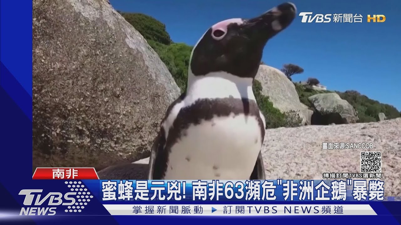 南非63隻瀕危非洲企鵝集體暴斃　兇手竟是「海角蜜蜂」