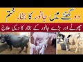 Fever Desi Homemade Treatment For Dairy Cows And Buffalo Goats Donkey Camel