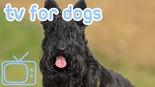DogCalmTV:HoursofNature,WildlifeandCountrysideFootageforYourDog!