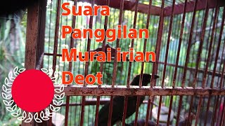 Download lagu suara panggilan burung murai irian mp3