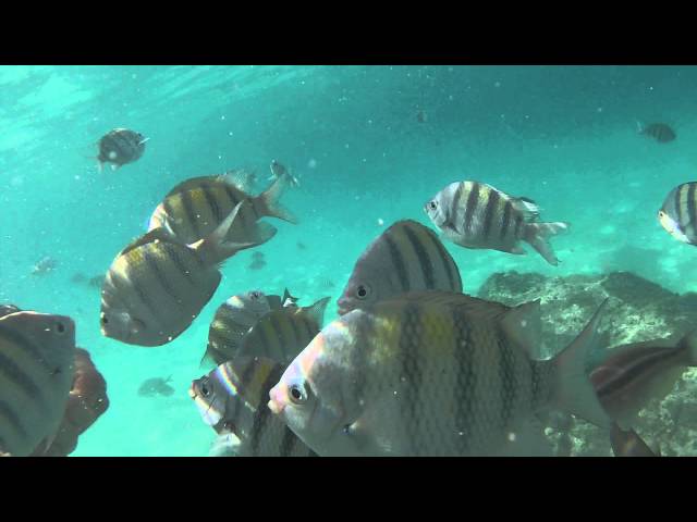 Swimming with lots of tropical fish in the Bahamas with gopro