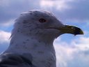 Squawky Gulls LandGulls Project