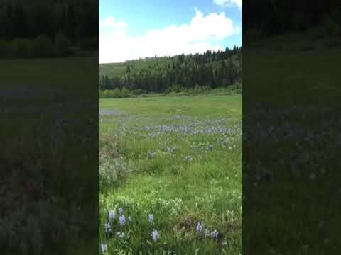 Wild flowers EVERYWHERE on the drive into the camp site