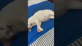 Download lagu STORY WA 30 DETIK ✴️ || STORY WA TERBARU || STATUS WA 30 DETIK || STORY WA KEREN #Shorts mp3