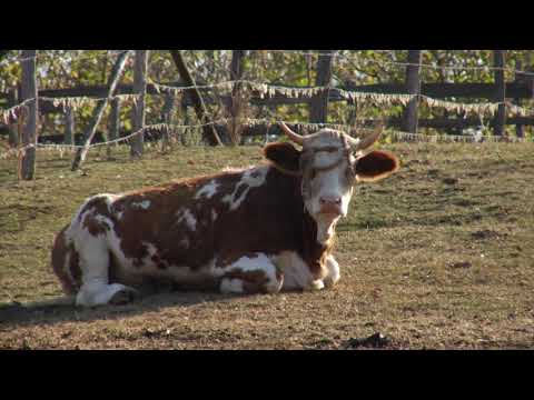 Reč struke ep. 220 20.11.2018. NAJAVA