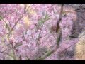 Sakura ~ さくら ~ 桜 ~ japanese folk song 