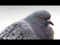 Pigeons - Earl Sweatshirt (Instrumental/Remake ...
