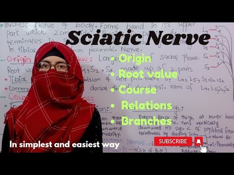 Sciatic Nerve | Origin | Root value| Course | Relations | Branches | ayesha medical education