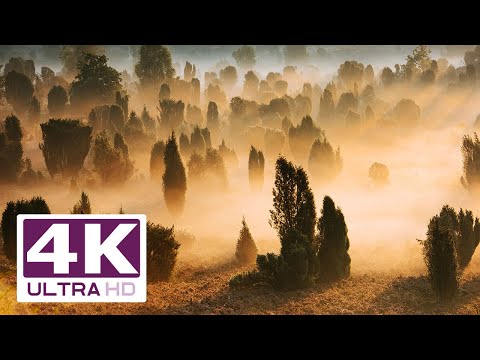 Totengrund, das magische Tal der Heide in 4K höchster Auflösung | Lüneburger Heide