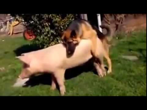 , title : 'Dog Mating Pig Funnyundefined'