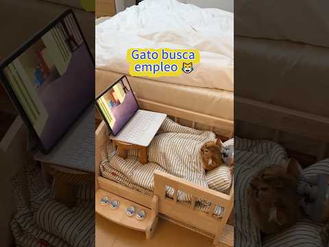 ¡Mi gato se aburre y necesita trabajar urgente! 🐱💼😂