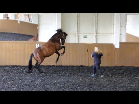 Dominantes Pferd greift an ☆ Korrekturtraining von PRE Wallach CAPRI #horsemanship #pferdetraining