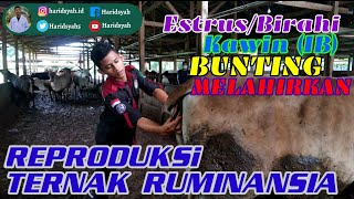 Download lagu Ciri-Ciri Sapi Birahi, Bunting, Melahirkan dan Cara Kawin Suntik| Reproduksi Ternak Ruminansia mp3 Download lagu Ciri-Ciri Sapi Birahi, Bunting, Melahirkan dan Cara Kawin Suntik| Reproduksi Ternak Ruminansia mp3