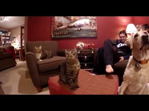 The Benefits of Having Two Cats Vlog