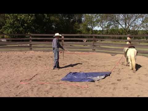 YouTube video about: How to train a mini horse to pull a cart?