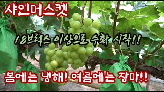 2023년 샤인머스켓 수확의 시작!! 18브릭스 이상으로 당도걱정없이 !! 수확한 그 비결은? 비대가 어려워…