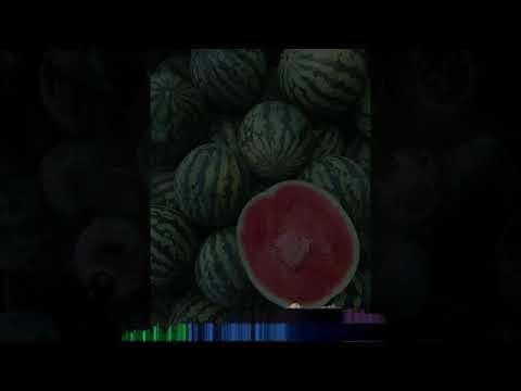 MELON DO  (AUDIO OFFICIEL)