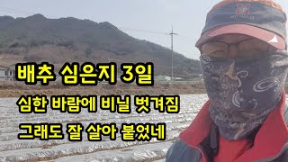 봄배추 심은지 3일 바람에 비닐 벗겨짐 [배추재배방법]